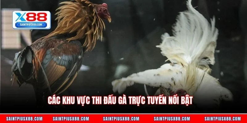 Các khu vực thi đấu gà trực tuyến nổi bật